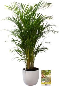 Pokon Powerplanten Areca Palm 110 cm ↕ Kamerplanten in Pot (Mica Era Wit) Goudpalm met Plantenvoeding Vochtmeter