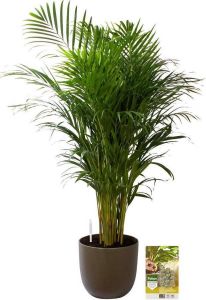 Pokon Powerplanten Areca Palm 110 cm ↕ Kamerplanten in Pot (Mica Tusca Groen) Goudpalm met Plantenvoeding Vochtmeter