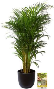 Pokon Powerplanten Areca Palm 110 cm ↕ Kamerplanten in Pot (Mica Tusca Zwart) Goudpalm met Plantenvoeding Vochtmeter