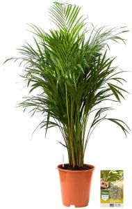 Pokon Powerplanten Areca Palm 110 cm ↕ Kamerplanten Planten voor Binnen Goudpalm met Plantenvoeding Vochtmeter