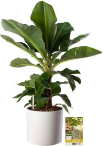 Pokon Powerplanten Bananenplant 80 cm ↕ Kamerplanten in Pot (Mica Era Wit) Musa met Plantenvoeding Vochtmeter