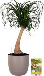Pokon Powerplanten Beaucarnea 80 cm ↕ Kamerplanten in Pot (Mica Tusca Taupe) Olifantspoot Plant met Plantenvoeding Vochtmeter