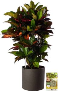 Pokon Powerplanten Croton Mrs Iceton 100 cm ↕ Kamerplanten in Pot (Mica Era Donker Grijs) Codiaem met Plantenvoeding Vochtmeter