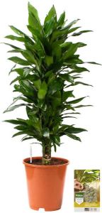 Pokon Powerplanten Drakenbloedboom Janet Lind 100 cm ↕ Kamerplanten Planten voor Binnen Dracaena met Plantenvoeding Vochtmeter