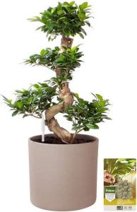Pokon Powerplanten Ficus Bonsai 70 cm ↕ Kamerplanten in Pot (Mica Era Licht Grijs) Chinese Vijg met Plantenvoeding Vochtmeter