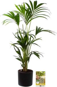 Pokon Powerplanten Kentia Palm 110 cm ↕ Kamerplanten in Pot (Mica Era Donker Grijs) Howea Forsteriana met Plantenvoeding Vochtmeter