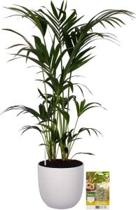 Pokon Powerplanten Kentia Palm 125 cm ↕ Kamerplanten in Pot (Mica Era Wit) Howea Forsteriana met Plantenvoeding Vochtmeter