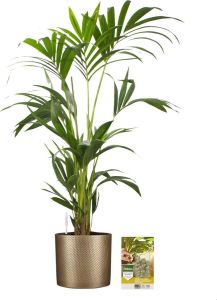 Pokon Powerplanten Kentia Palm 90 cm ↕ Kamerplanten in Pot (Mica Era Goud) Howea Forsteriana met Plantenvoeding Vochtmeter