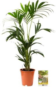 Pokon Powerplanten Kentia Palm 90 cm ↕ Kamerplanten Planten voor Binnen Howea Forsteriana met Plantenvoeding Vochtmeter