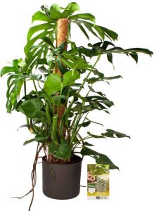 Pokon Powerplanten Monstera 120 cm ↕ Kamerplanten in Pot (Mica Era Donker Grijs) Gatenplant met Plantenvoeding Vochtmeter