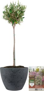 Pokon Powerplanten Olijfboom op stam ↕80 cm Buitenplant in Pot (Nova Betonlook Donkergrijs) Olea Europaea Olijfboom voeding inbegrepen