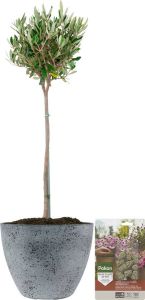 Pokon Powerplanten Olijfboom op stam ↕80 cm Buitenplant in Pot (Nova Betonlook Grijs) Olea Europaea Olijfboom voeding inbegrepen