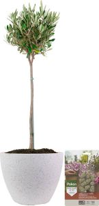 Pokon Powerplanten Olijfboom op stam ↕80 cm Buitenplant in Pot (Nova Terrazzo Wit) Olea Europaea Olijfboom voeding inbegrepen