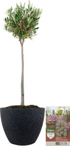 Pokon Powerplanten Olijfboom op stam ↕80 cm Buitenplant in Pot (Nova Terrazzo Zwart) Olea Europaea Olijfboom voeding inbegrepen