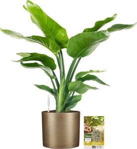 Pokon Powerplanten Strelitizia Nicolai 75 cm ↕ Kamerplanten in Pot (Mica Era Goud) Paradijsvogelplant met Plantenvoeding Vochtmeter