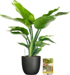 Pokon Powerplanten Strelitizia Nicolai 75 cm ↕ Kamerplanten in Pot (Mica Tusca Zwart) Paradijsvogelplant met Plantenvoeding Vochtmeter