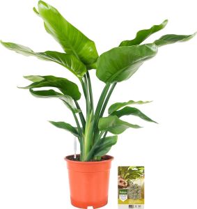 Pokon Powerplanten Strelitizia Nicolai 75 cm ↕ Kamerplanten Planten voor Binnen Paradijsvogelplant met Plantenvoeding Vochtmeter