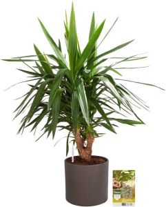 Pokon Powerplanten Yucca 100 cm ↕ Kamerplanten in Pot (Mica Era Donker Grijs) Palmlelie met Plantenvoeding Vochtmeter