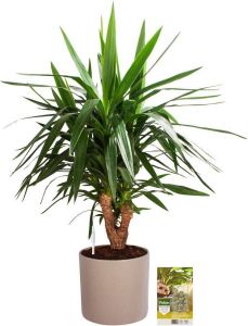 Pokon Powerplanten Yucca 100 cm ↕ Kamerplanten in Pot (Mica Era Licht Grijs) Palmlelie met Plantenvoeding Vochtmeter