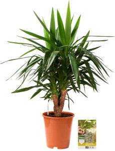 Pokon Powerplanten Yucca 100 cm ↕ Kamerplanten Planten voor Binnen Palmlelie met Plantenvoeding Vochtmeter