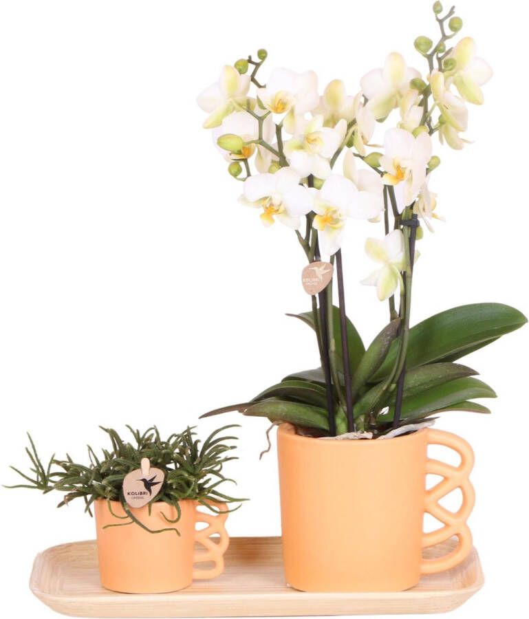 Pots&Plants Groene Planten Met Witte Phalaenopsis Orchidee In Optimism Peach Sierpotten En Bamboe Dienblad