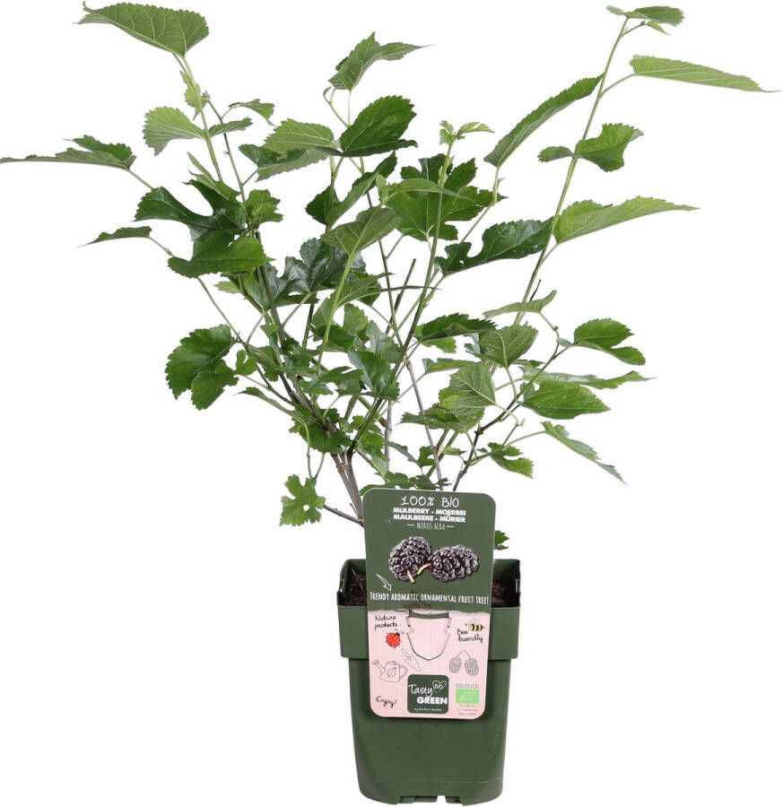 Pots&Plants Hello Plants Morus Nigra Mulle Zwarte Moerbei Fruitboom Ø 13 cm Hoogte: 45 cm