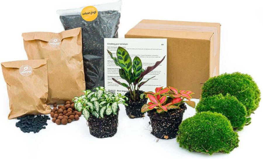 Pots&Plants Planten terrarium pakket Calathea Lancifolia