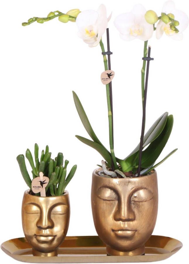 Pots&Plants Set Van Witte Orchidee En Succulent Op Gouden Dienblad