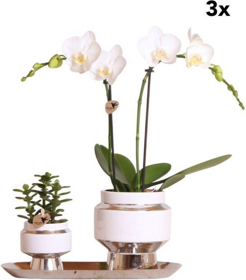 Pots&Plants Set Van Witte Orchidee En Succulent Op Zilveren Dienblad