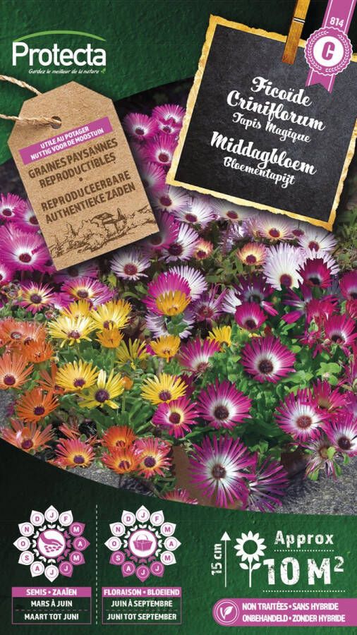 Pro-Tect Protecta Bloemen zaden: Middagbloem Magisch Tapijt