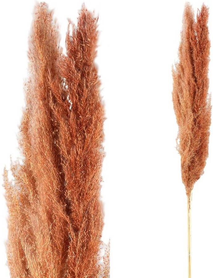 PTMD Collection Ptmd Dried Twig Pampas Gras 65 X 7 X 110 Cm 3 Stuks Rood bruin