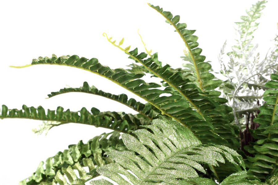 PTMD COLLECTION PTMD Fern Plant green fern bush M