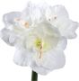 PTMD COLLECTION PTMD Kunstbloem Amaryllis 17x38x75 cm Kunststof Rood - Thumbnail 1