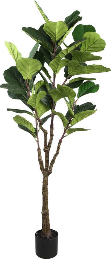 PTMD COLLECTION PTMD Tree Green fiddle leaf fig in black pot medium
