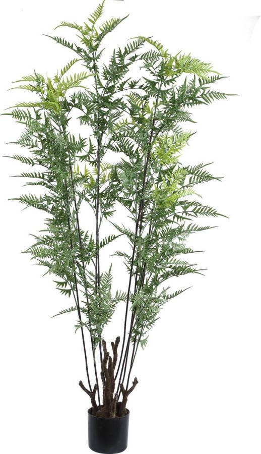 PTMD COLLECTION PTMD Tree Green horsetail fern in black pot large