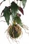 PTMD Collection Ptmd Trifolium Kunstplant 30 X 28 X 42 Cm Kunststof Groen - Thumbnail 1