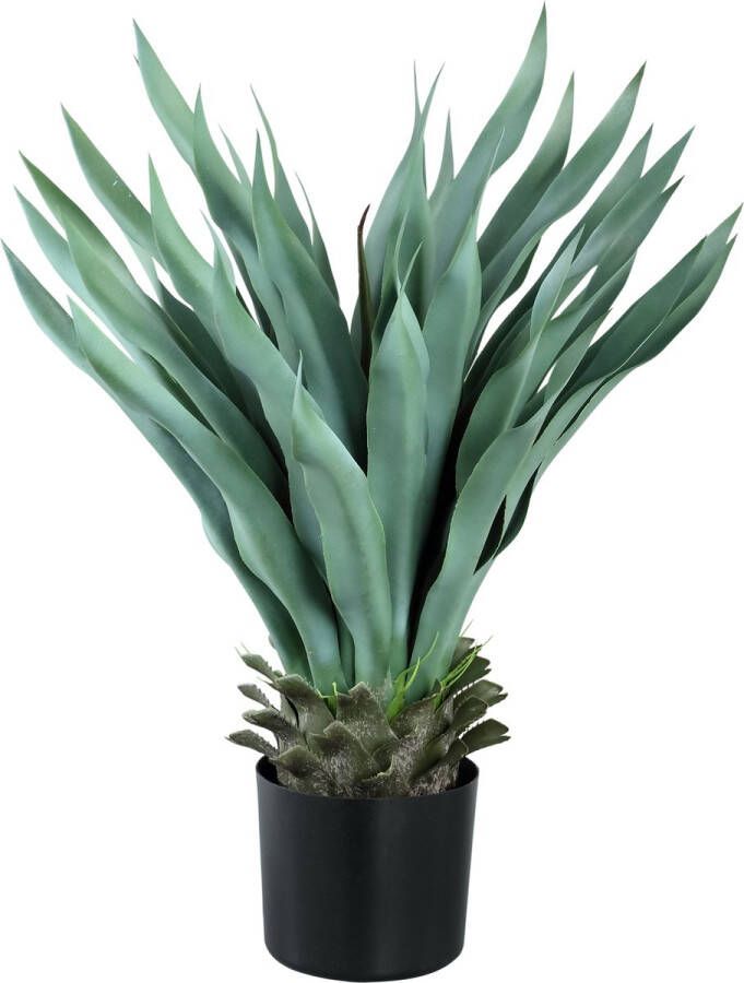 PTMD COLLECTION PTMD leaves plant groen agave in pot
