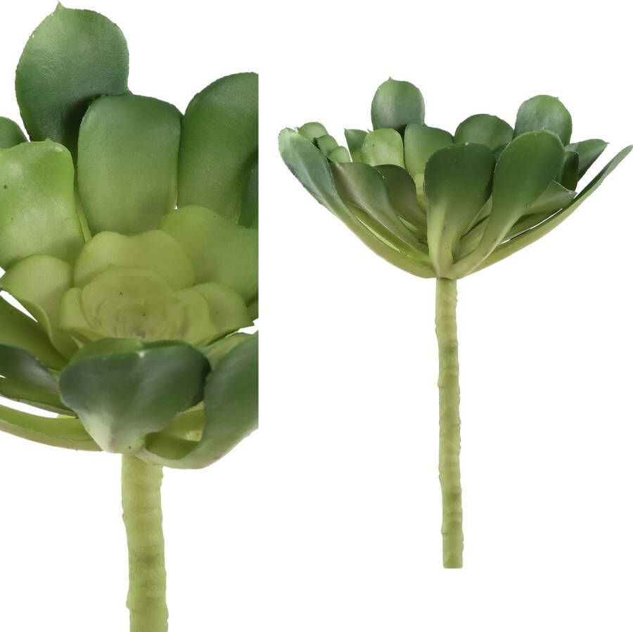 PTMD Plant Succulent Groen 18cm x 15cm x 7cm