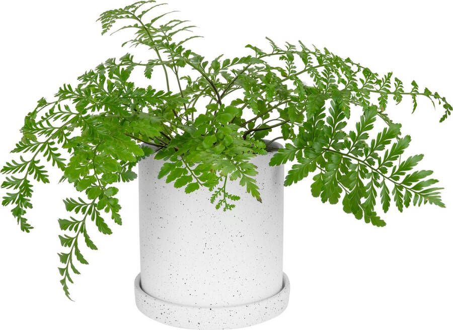 QUVIO Bloempot Bloempot houder voor binnen Plantenpot Pot Plantenhouder Tuinieren Bloemen Keramiek 18 x 18 5 cm(dxh) Wit met zwart