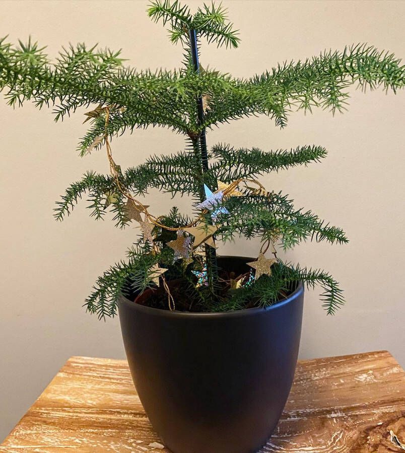 RealPlants Araucaria Heterophylla in kweekpot 17cms en 60cms hoog! Kerst Kamer den kamerplant Verliest geen naalden! Prijs is inclusief verzending! (Foto's van eigen planten)