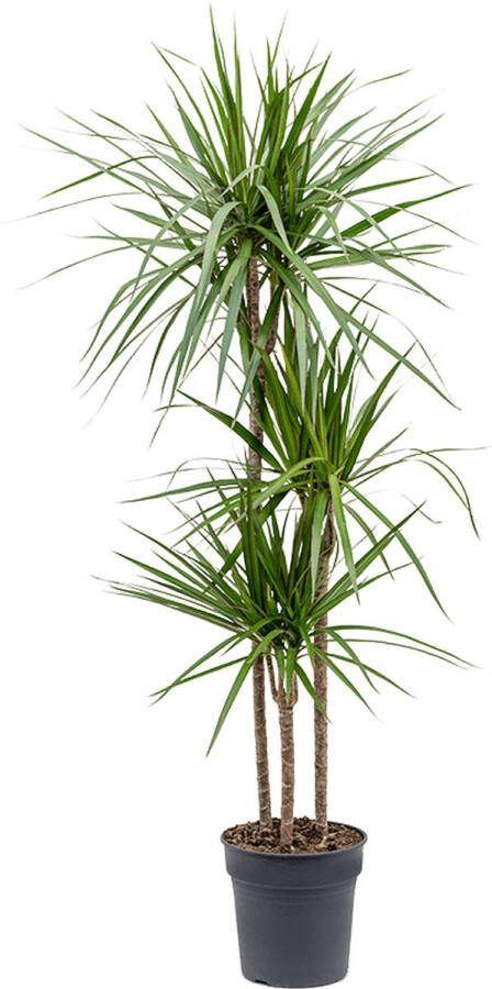 RealPlants Dracaena Marginata kamerplant hoog 40cms potmaat Ø 10cms (incl verzending)