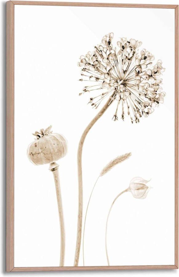 Reinders Droogbloemen Papaver Allium Plant Schilderij Slim Frame 20 x 30 cm MDF