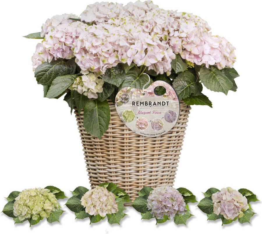 Rembrandt Hortensia Collection Hydrangea macr. Rembrandt 'Elegant Rosa' Tuinplant 4 stuks