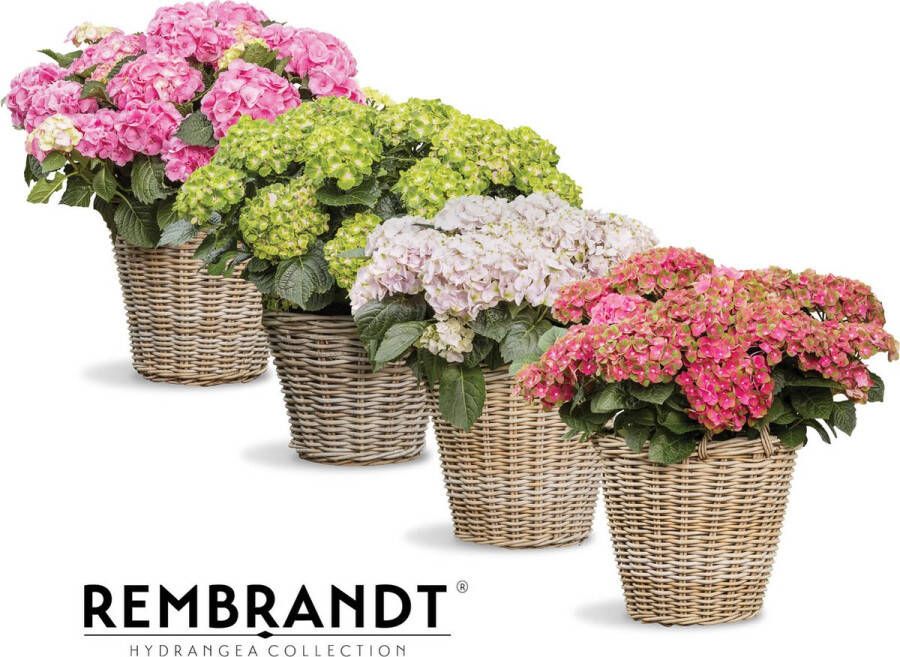 Rembrandt Hortensia Collection Hydrangea macr. Rembrandt mix 4 kleuren Tuinplant 4 stuks