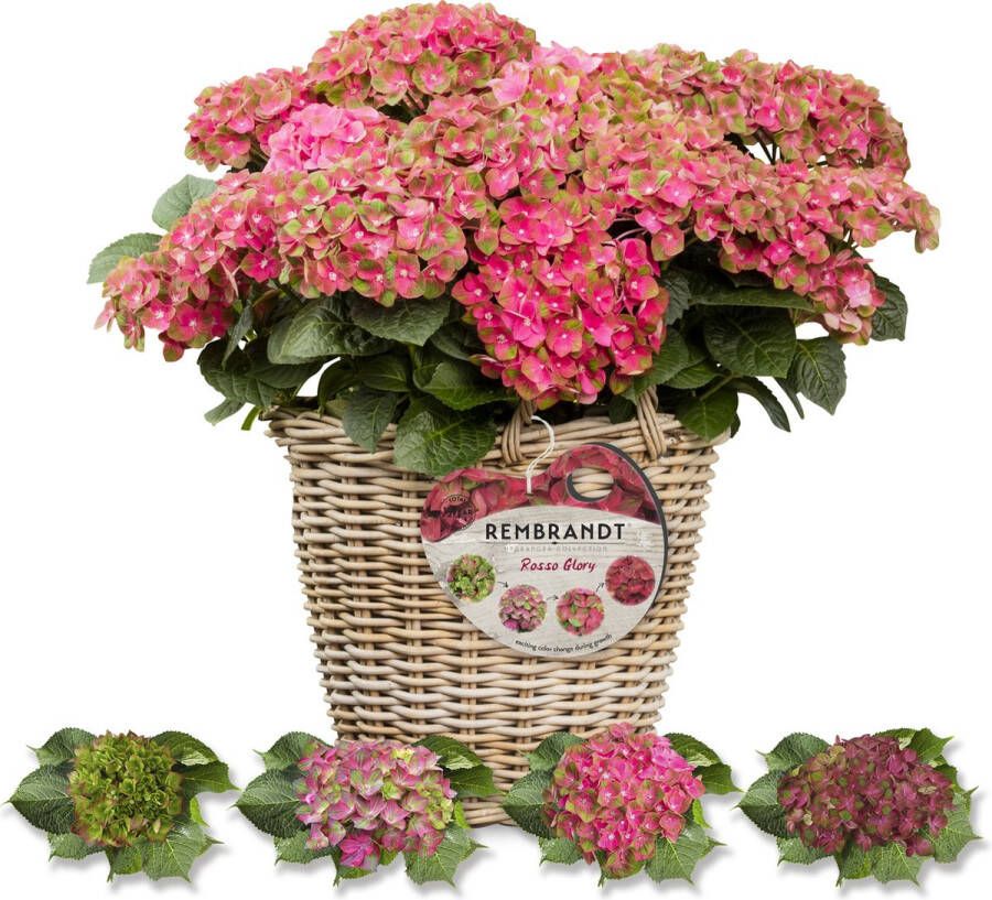 Rembrandt Hortensia Collection Hydrangea macr. Rembrandt 'Rosso Glory' Tuinplant 4 stuks