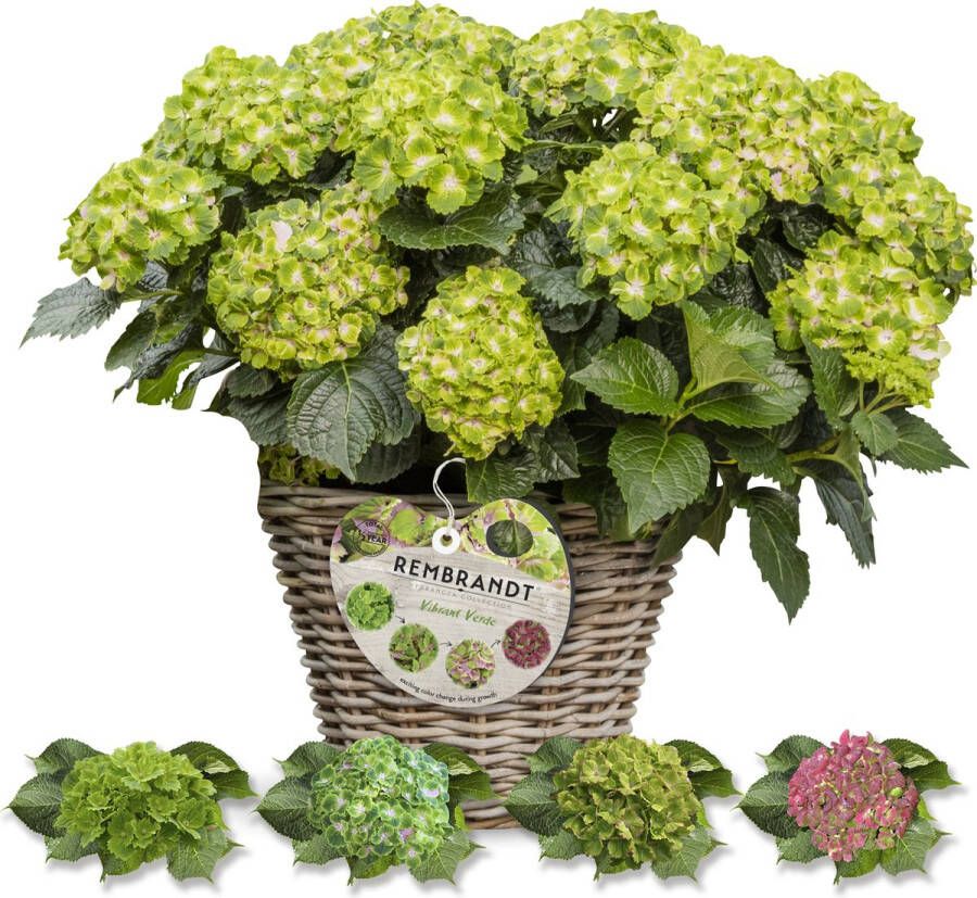 Rembrandt Hortensia Collection Hydrangea macr. Rembrandt 'Vibrant Verde' Tuinplant 4 stuks