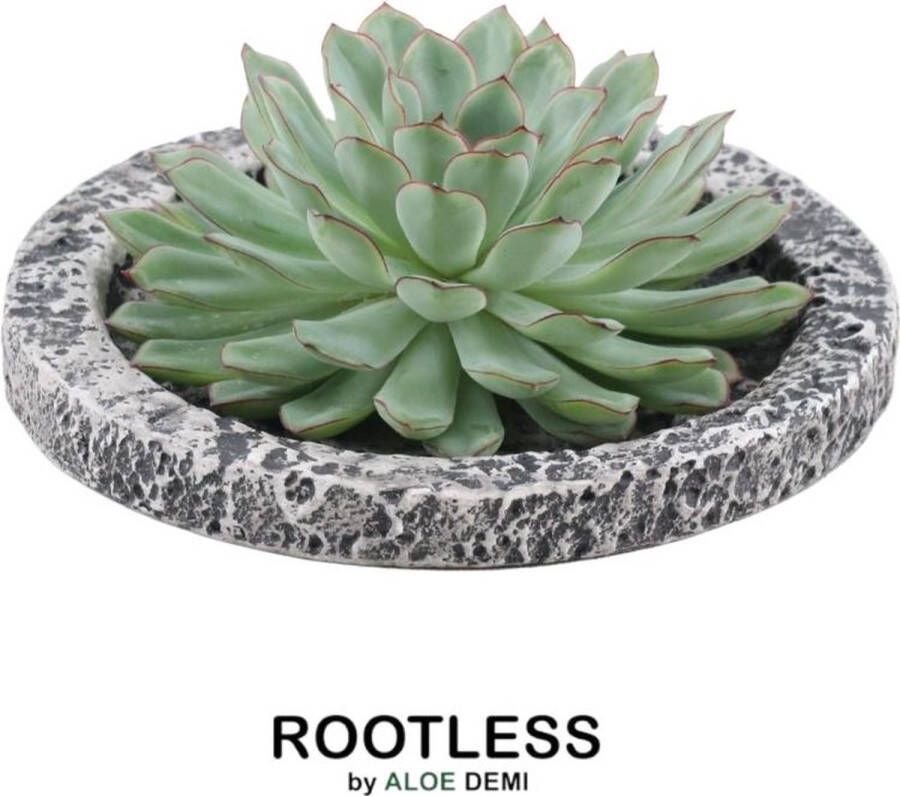 Rootless Echte Succulent groen in Concrete keramiek schaal Ø12-14 cm 5 cm 1x Echeveria Pulidonis kamerplant vetplant Herfstdecoratie