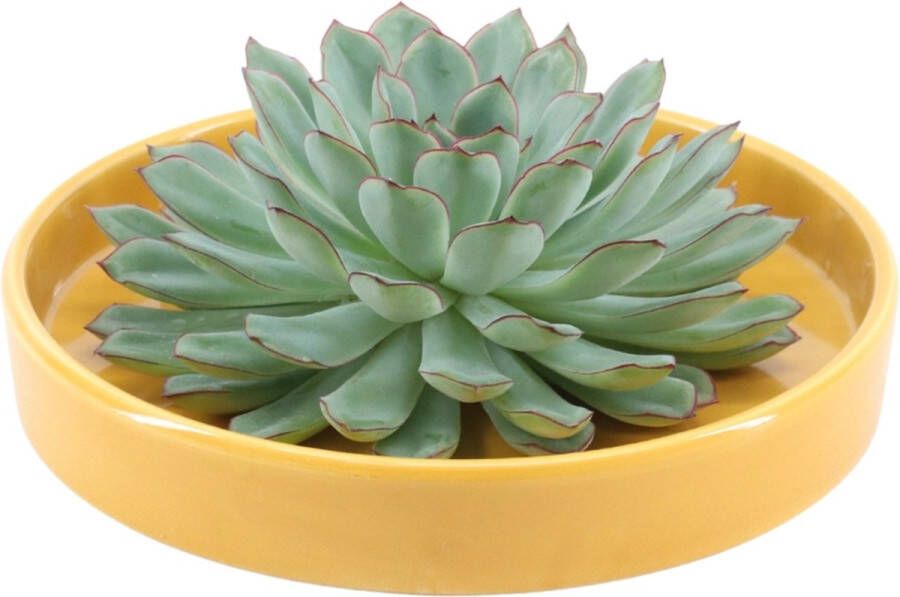 Rootless Echte Succulent groen in gele keramiek schaal Ø12-14 cm 5 cm 1x Echeveria Pulidonis kamerplant vetplant