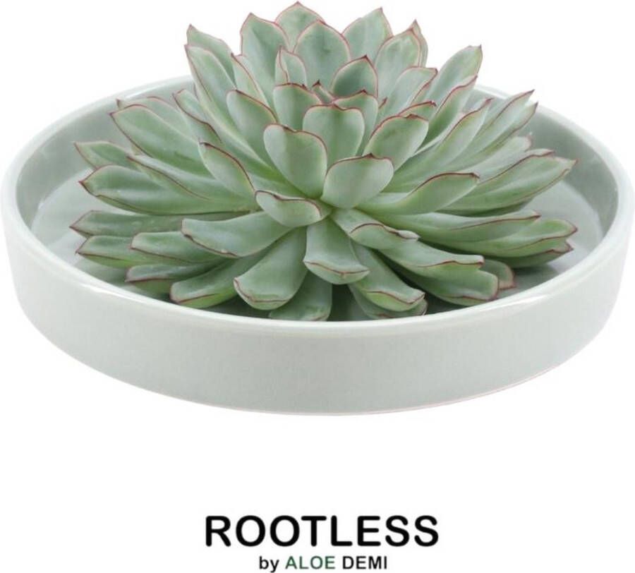 Rootless Echte Succulent groen in groene keramiek schaal Ø12-14 cm 5 cm 1x Echeveria Pulidonis kamerplant vetplant