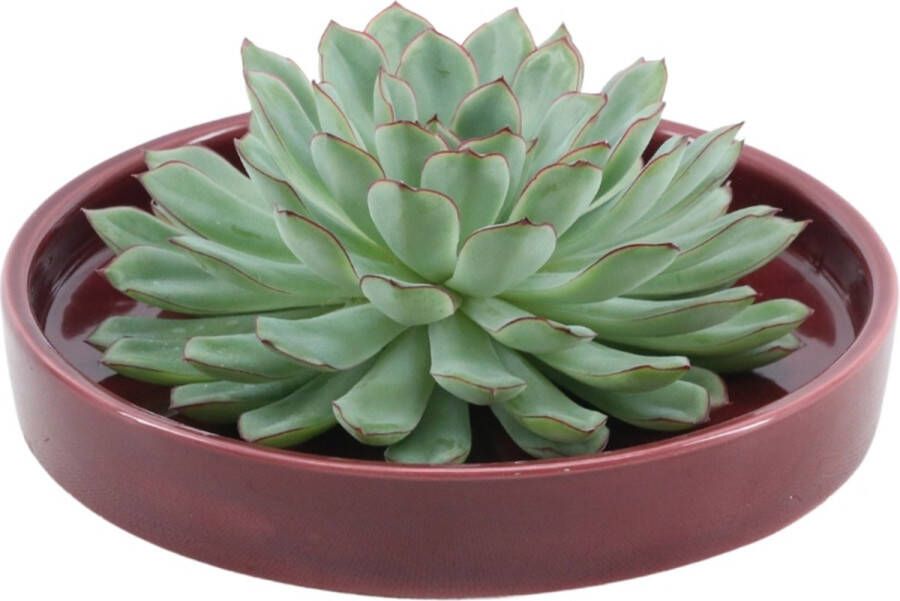 Rootless Echte Succulent groen in rode keramiek schaal Ø12-14 cm 5 cm 1x Echeveria Pulidonis kamerplant vetplant